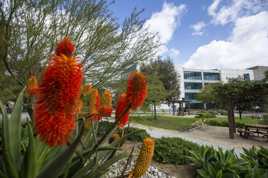 Plants bloom on a nearly deserted campus.